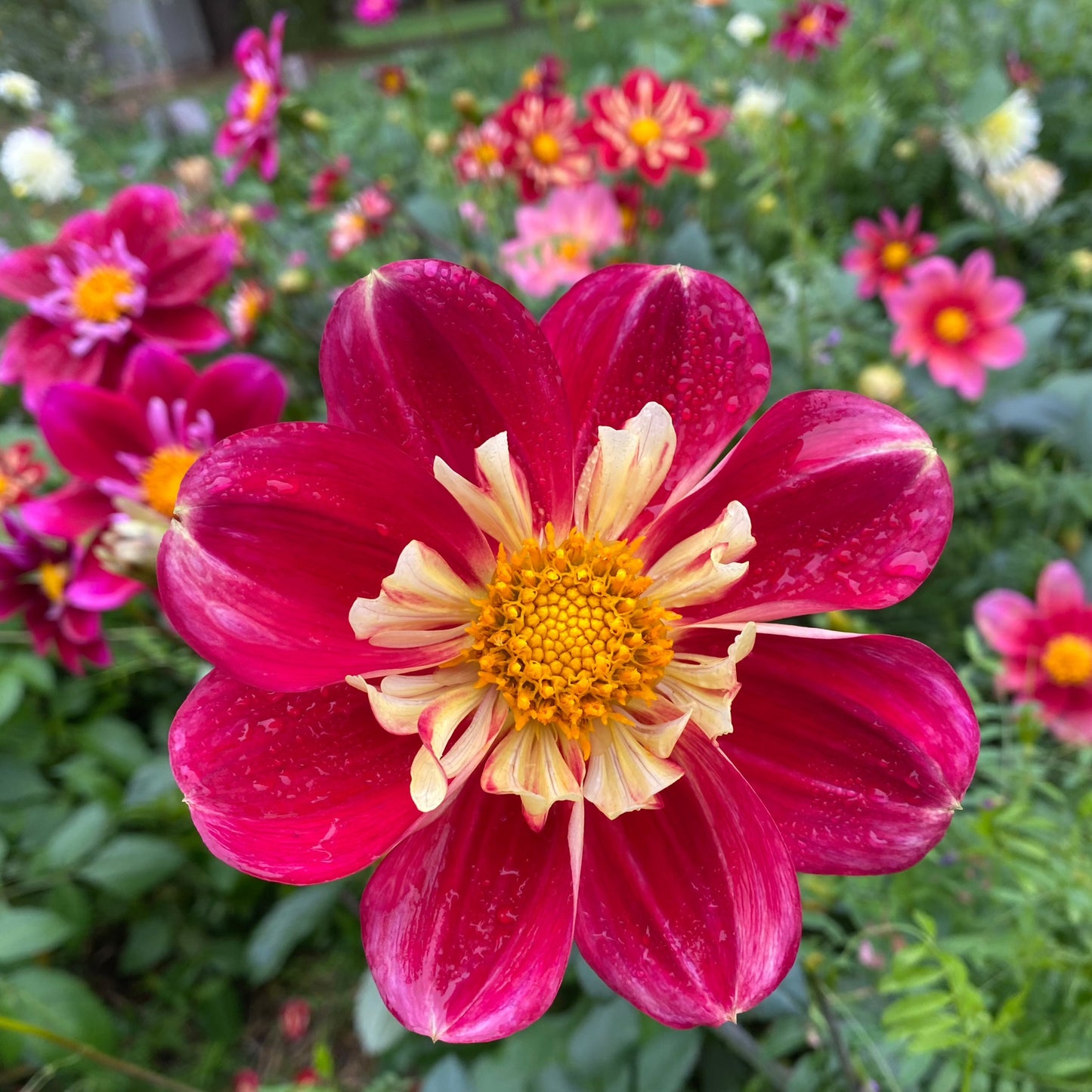 Dahlia (Seed), PDX UG Mix