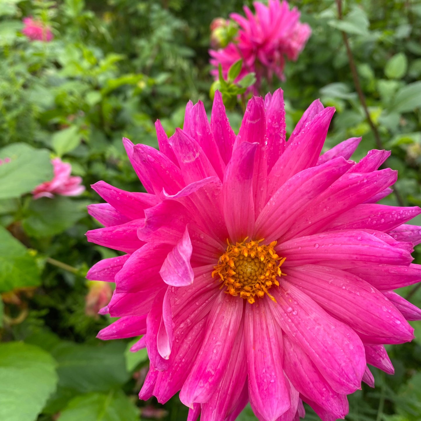 Dahlia (Seed), PDX UG Mix