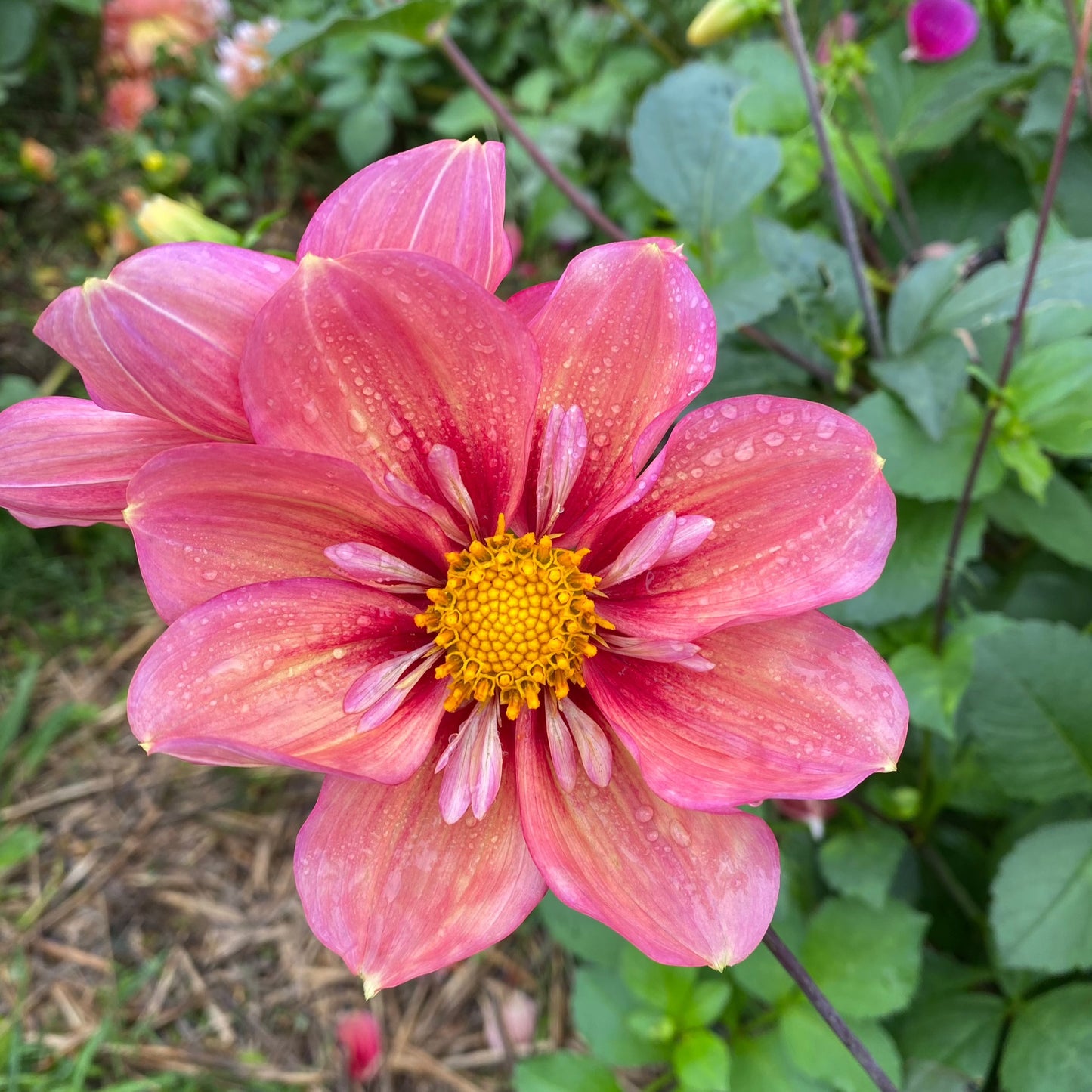 Dahlia (Seed), PDX UG Mix
