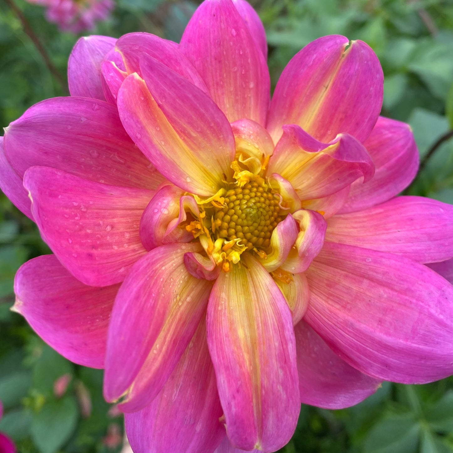 Dahlia (Seed), PDX UG Mix