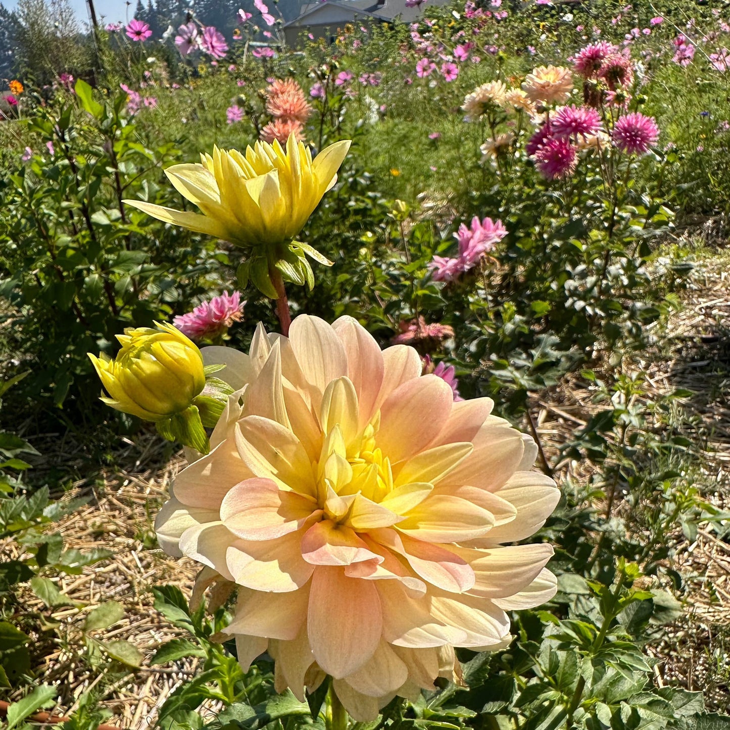 Dahlia (Seed), PDX UG Mix