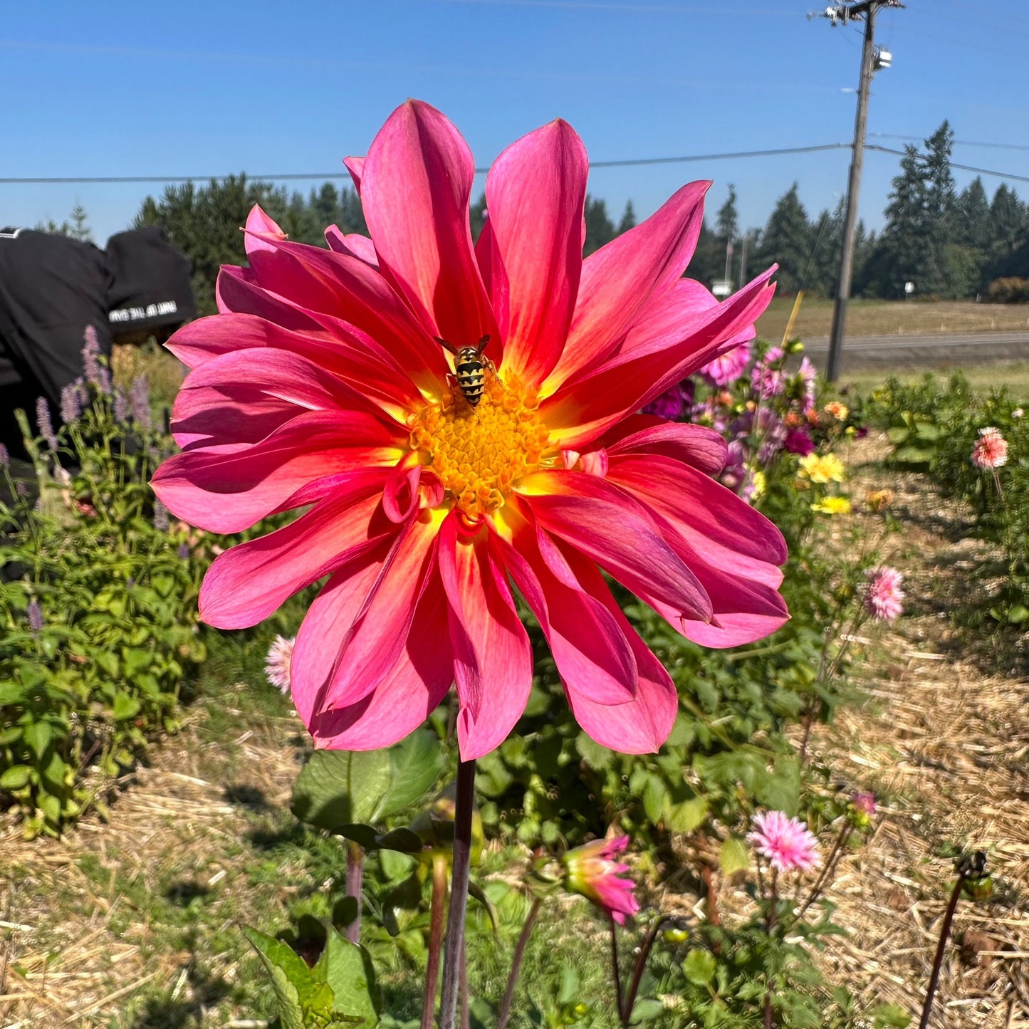 Dahlia (Seed), PDX UG Mix