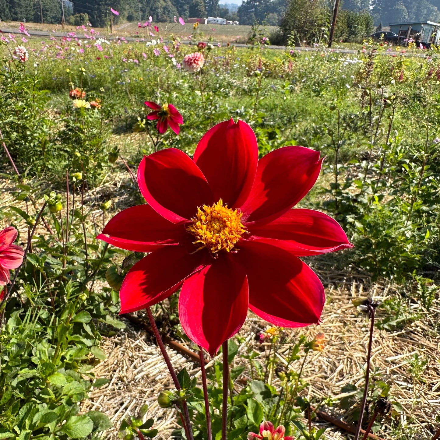 Dahlia (Seed), PDX UG Mix