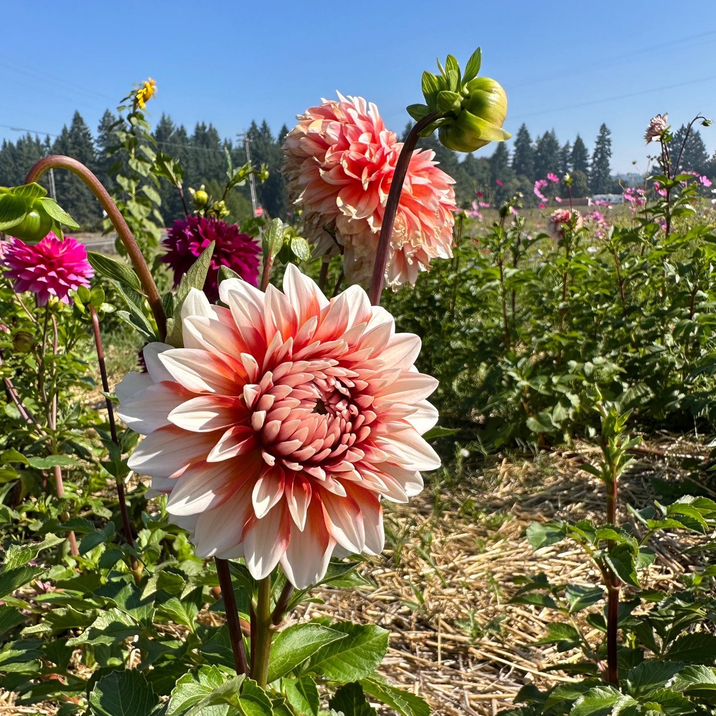 Dahlia (Seed), PDX UG Mix