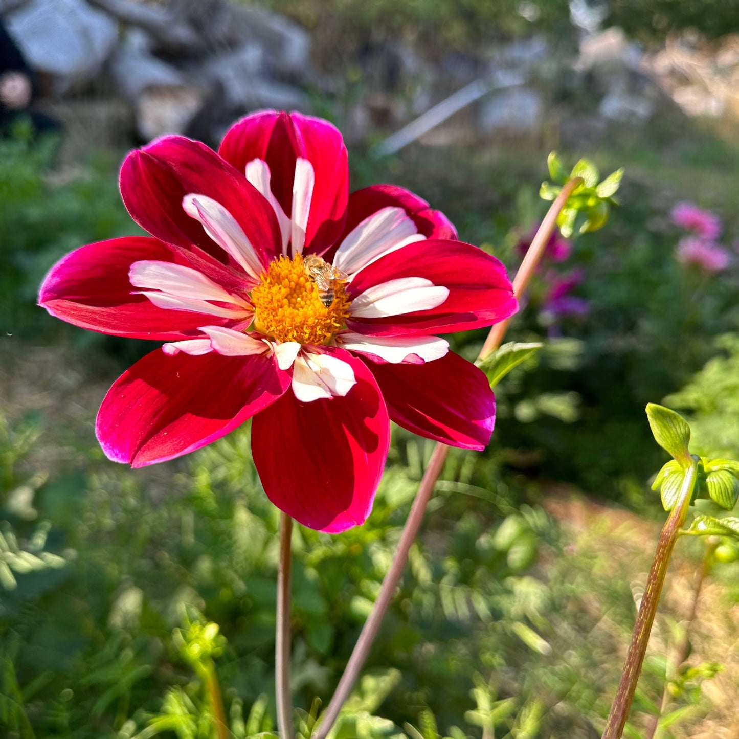 Dahlia (Seed), PDX UG Mix