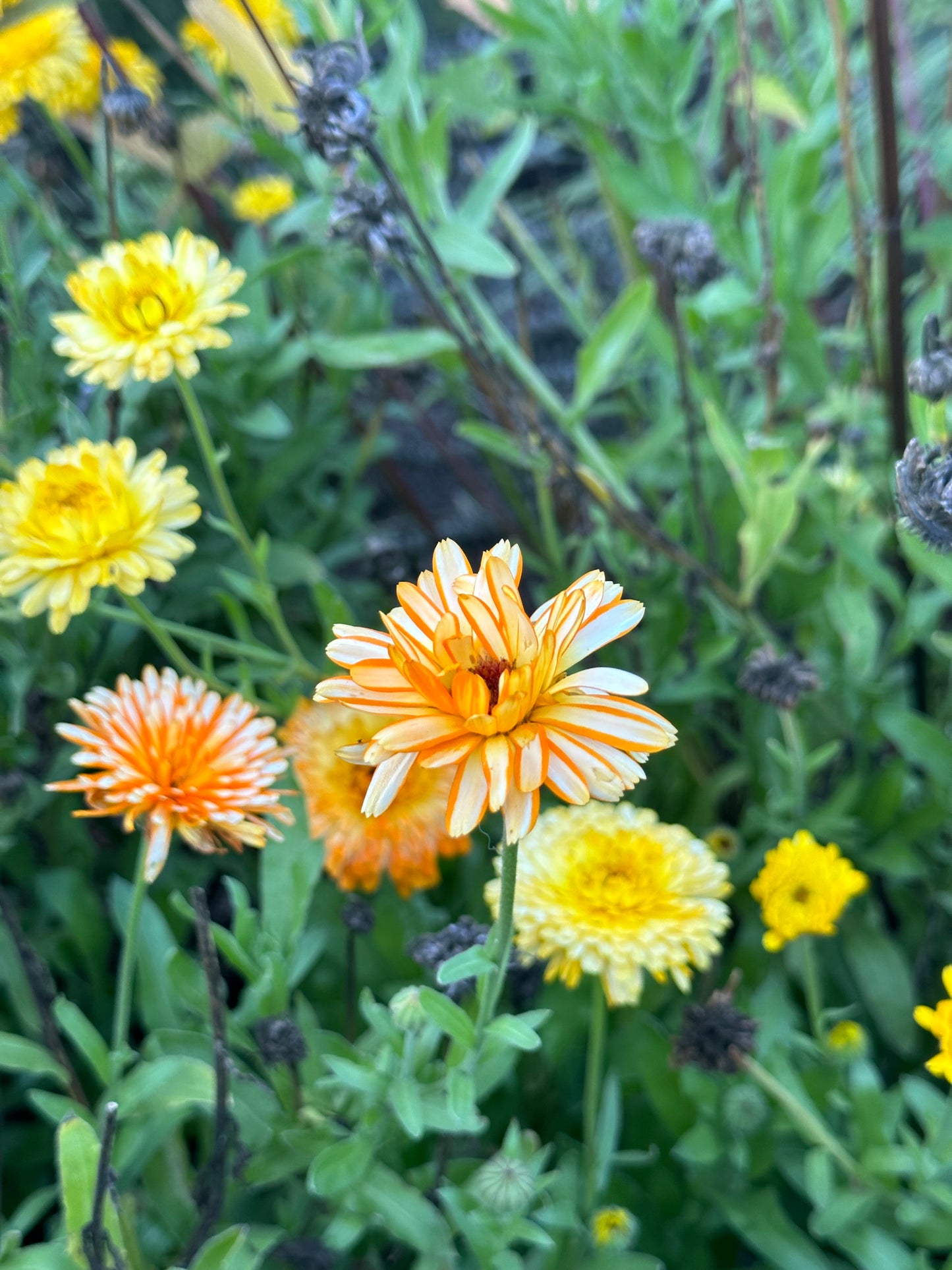 Calendula, PDX UG Mix