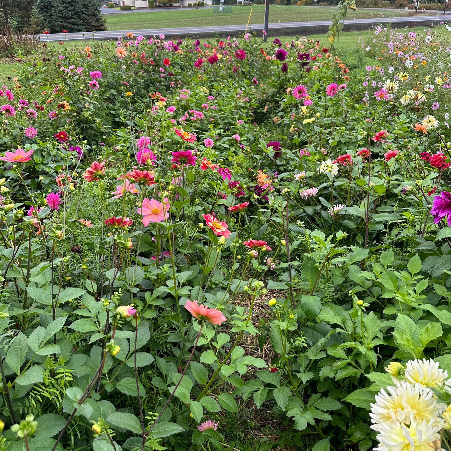 Dahlia (Seed), PDX UG Mix