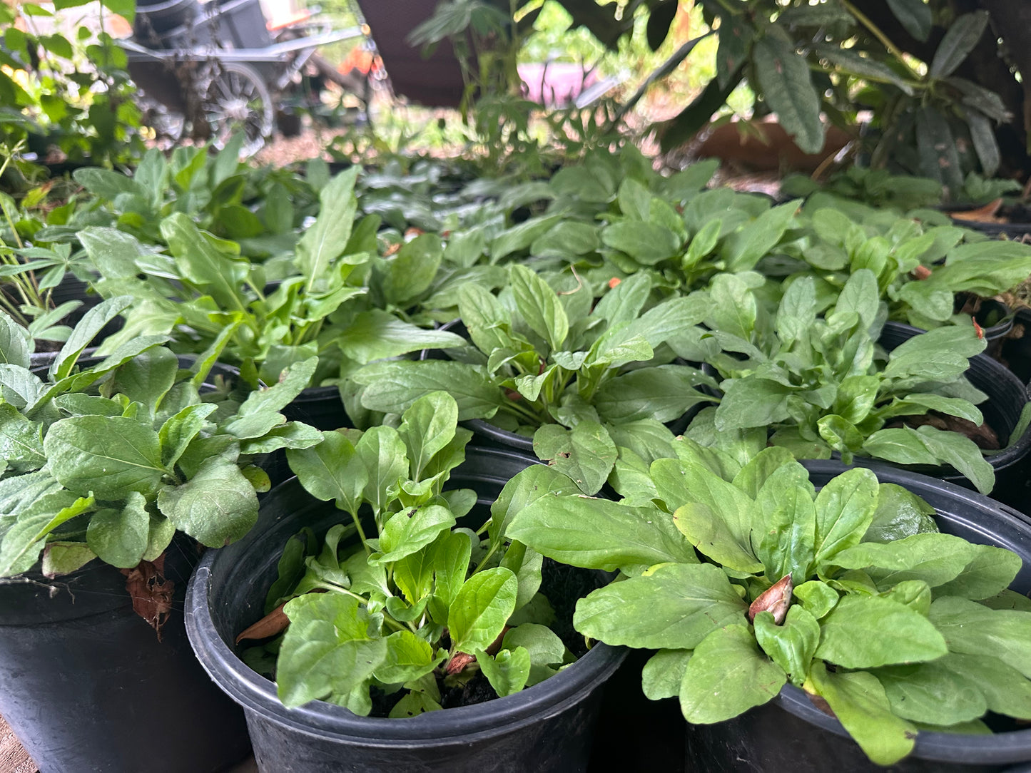 Self Heal