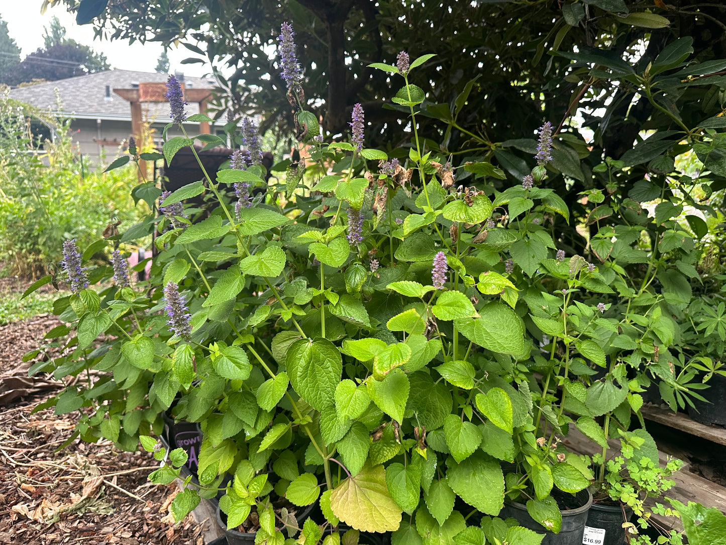 Giant Hyssop
