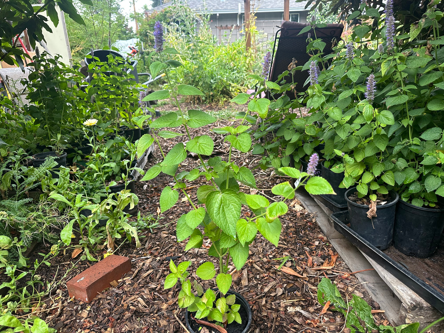 Giant Hyssop