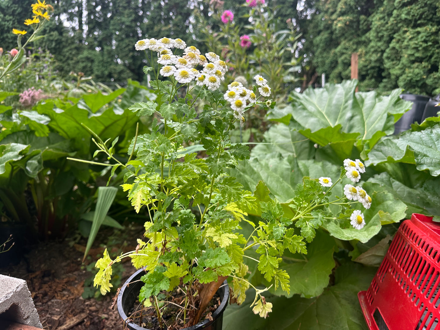 Giant Hyssop