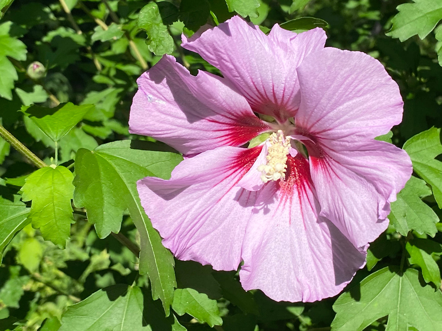 Hibiscus (Seed), Rose of Sharon