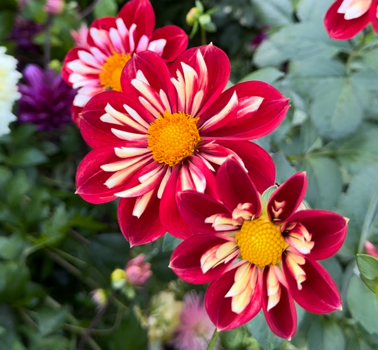 Dahlia (Seed), PDX UG Mix