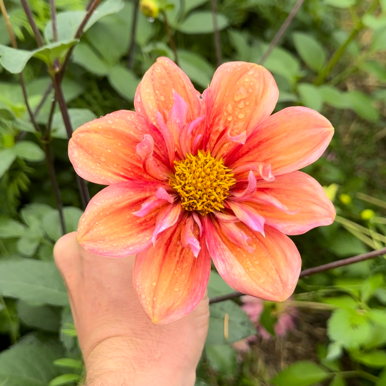 Dahlia (Seed), PDX UG Mix