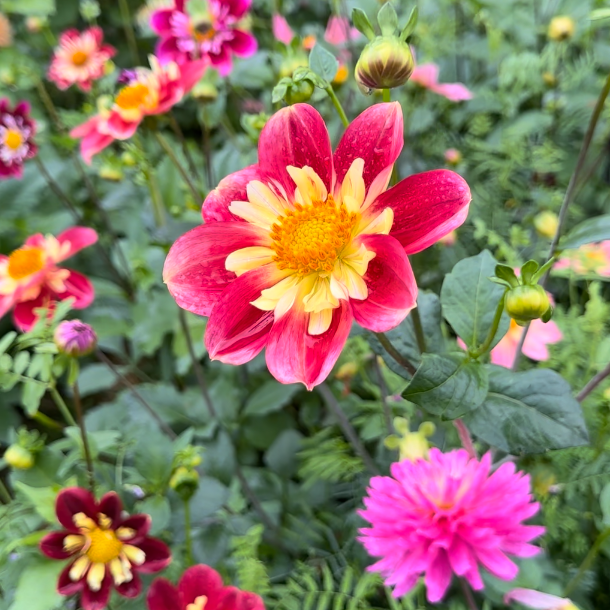 dahlia seed mix Dahlia (Seed), PDX UG Mix