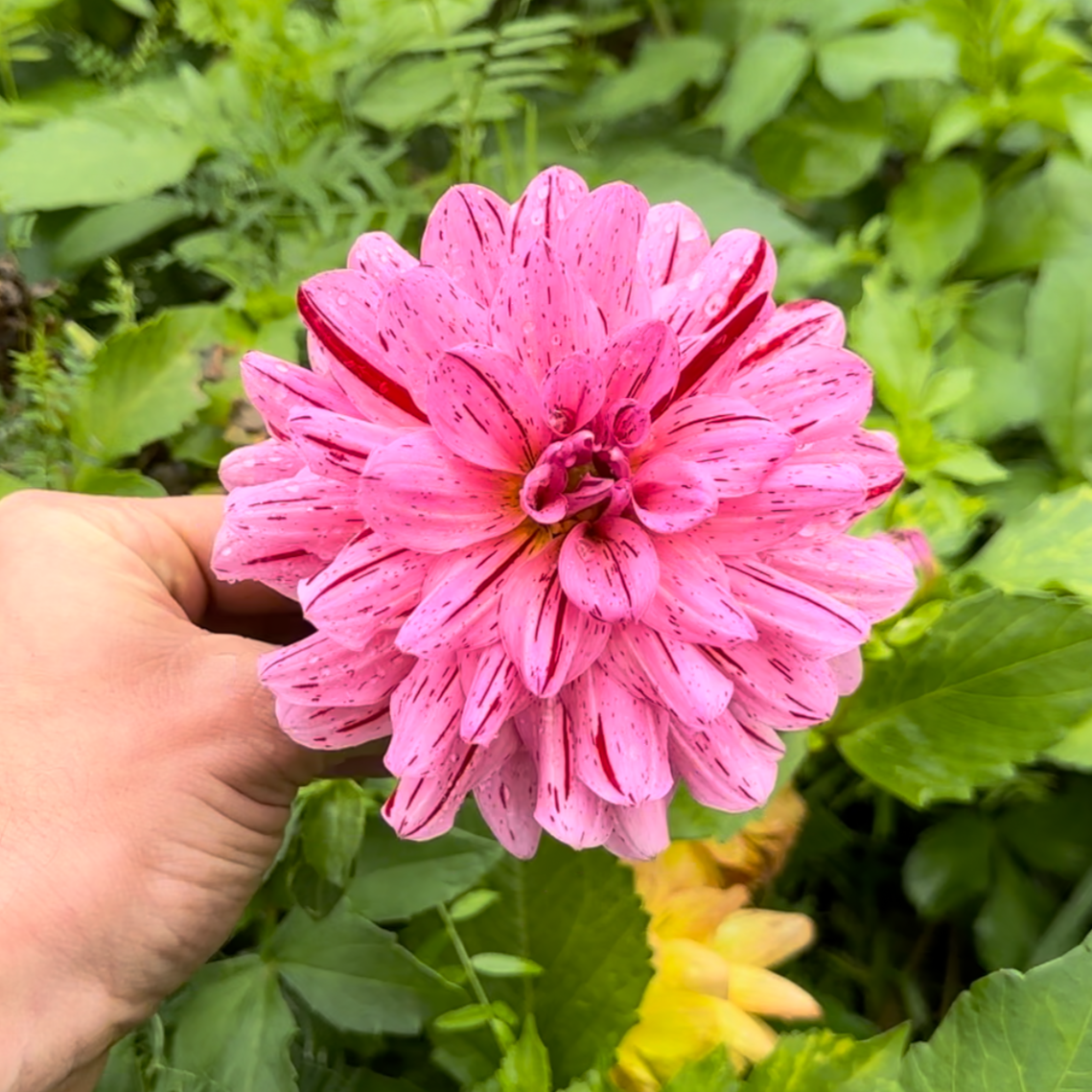 Dahlia (Seed), PDX UG Mix