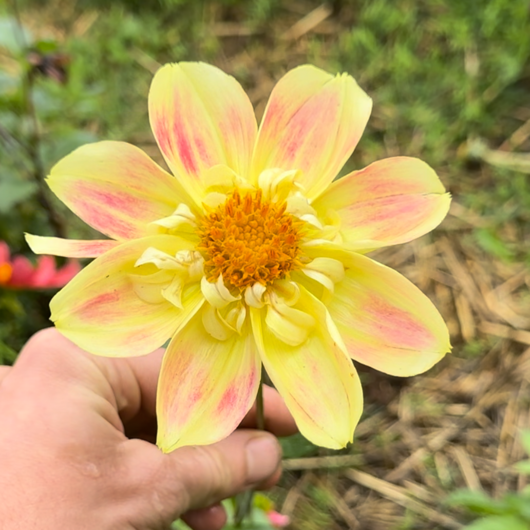 Dahlia (Seed), PDX UG Mix