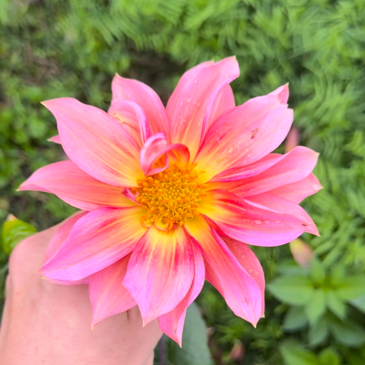 Dahlia (Seed), PDX UG Mix