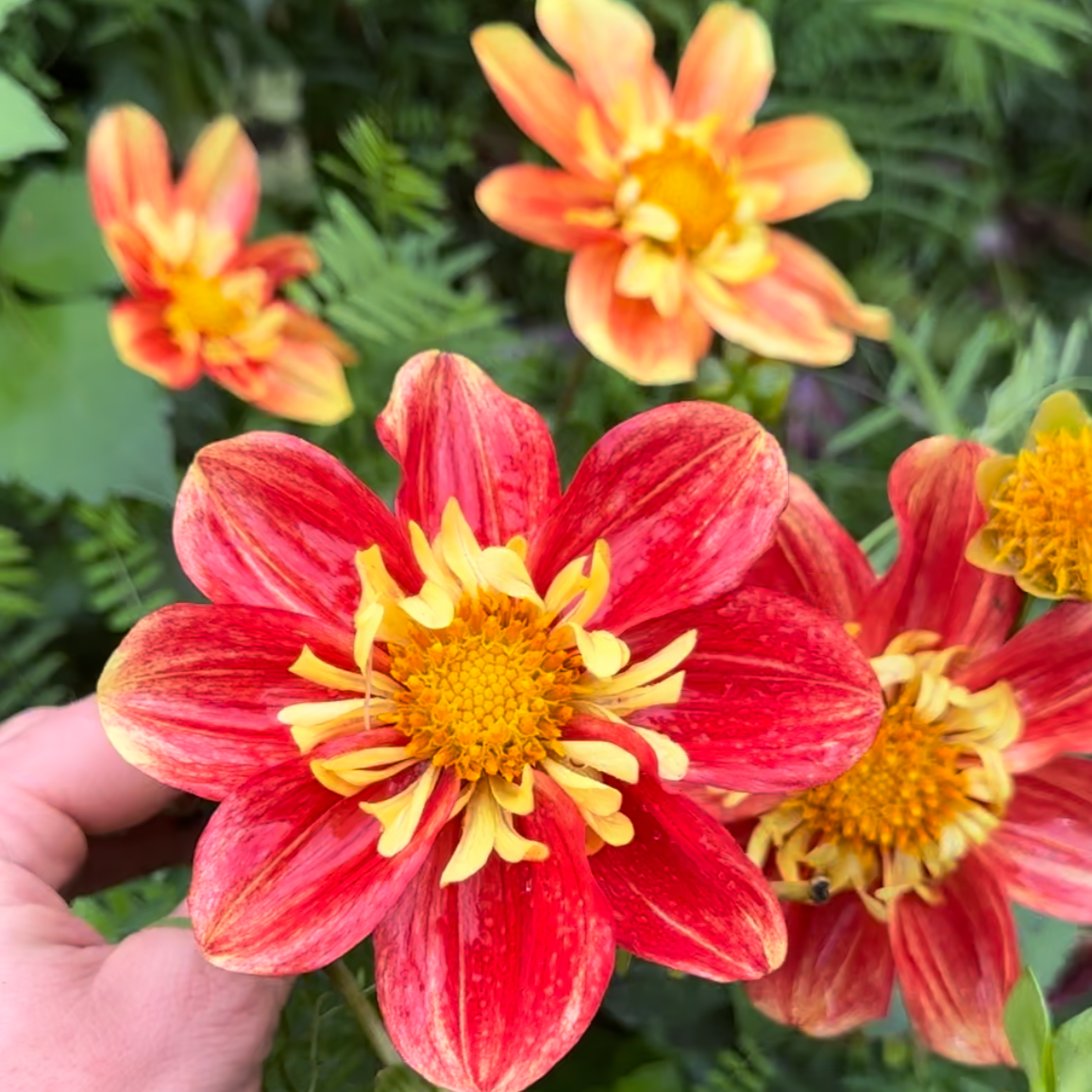 Dahlia (Seed), PDX UG Mix