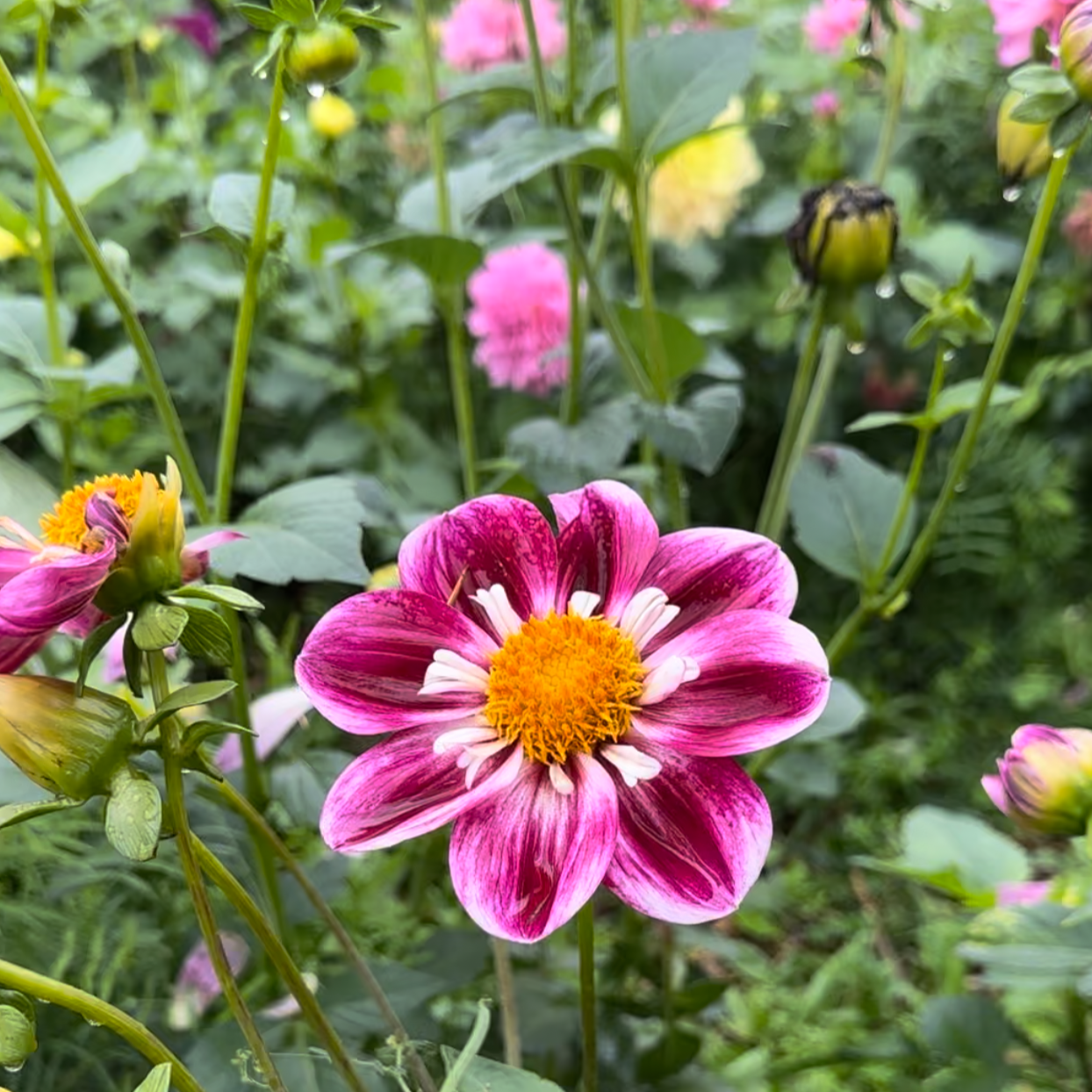 Dahlia (Seed), PDX UG Mix