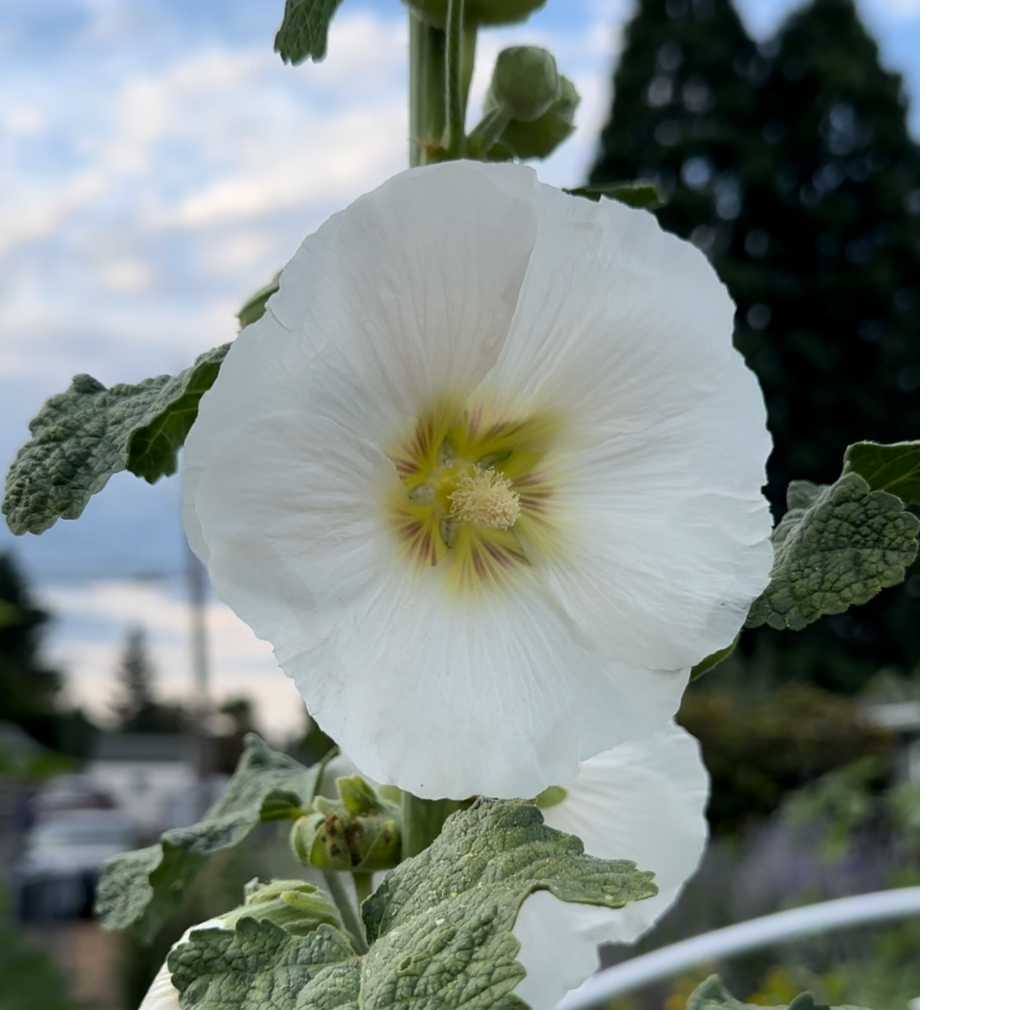 Hollyhock (Seed), PDX UG Mix