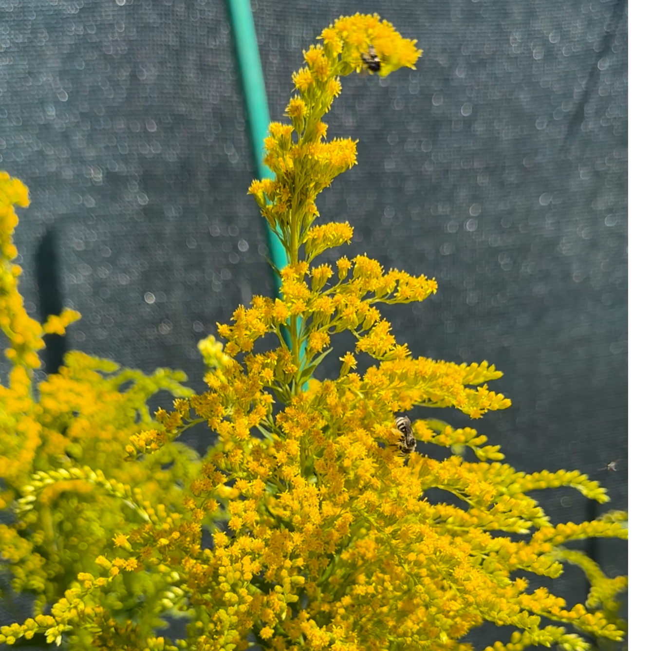 Canadian Goldenrod (Seed), Solidago Canadensis