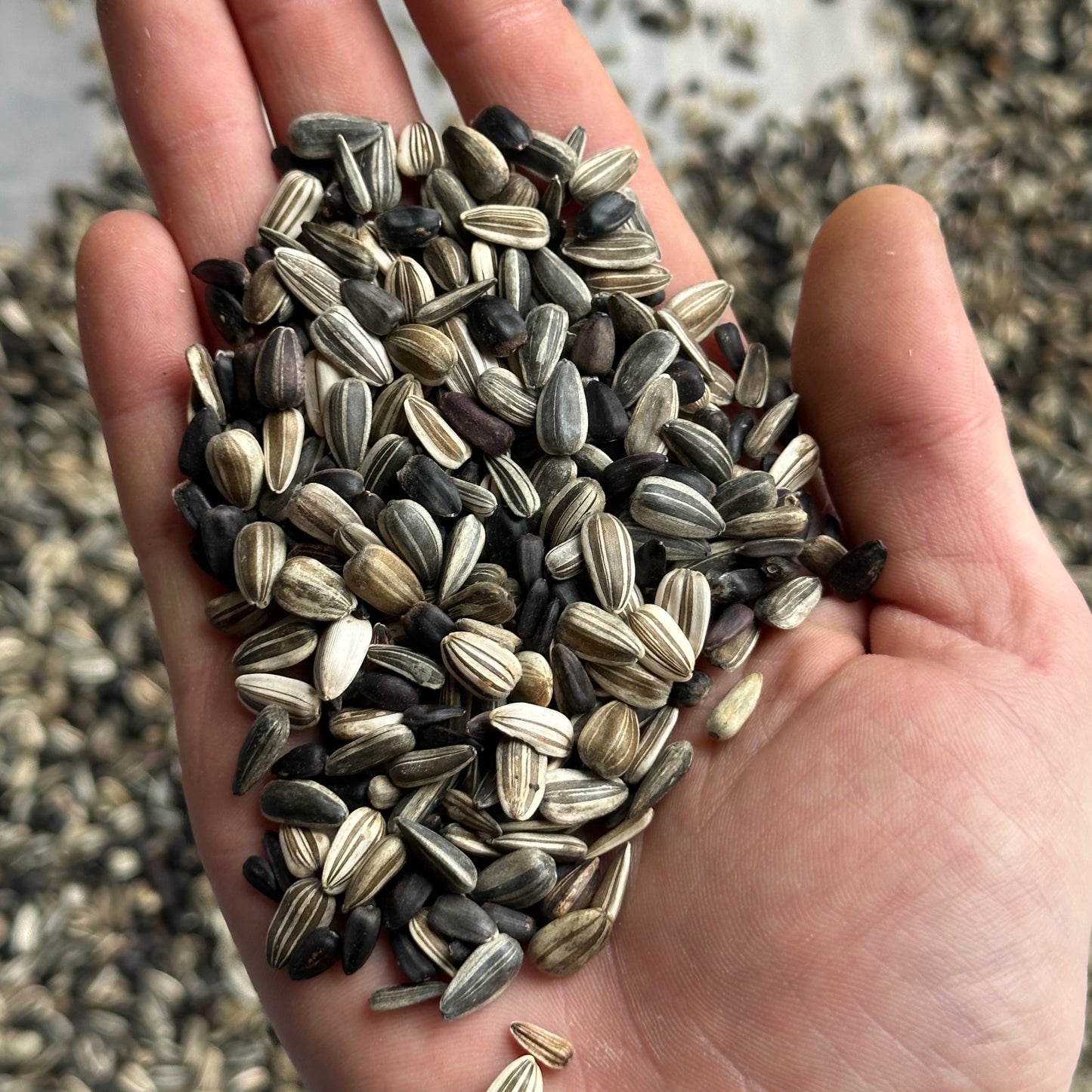 Sunflower (Seed), PDX UG Mix