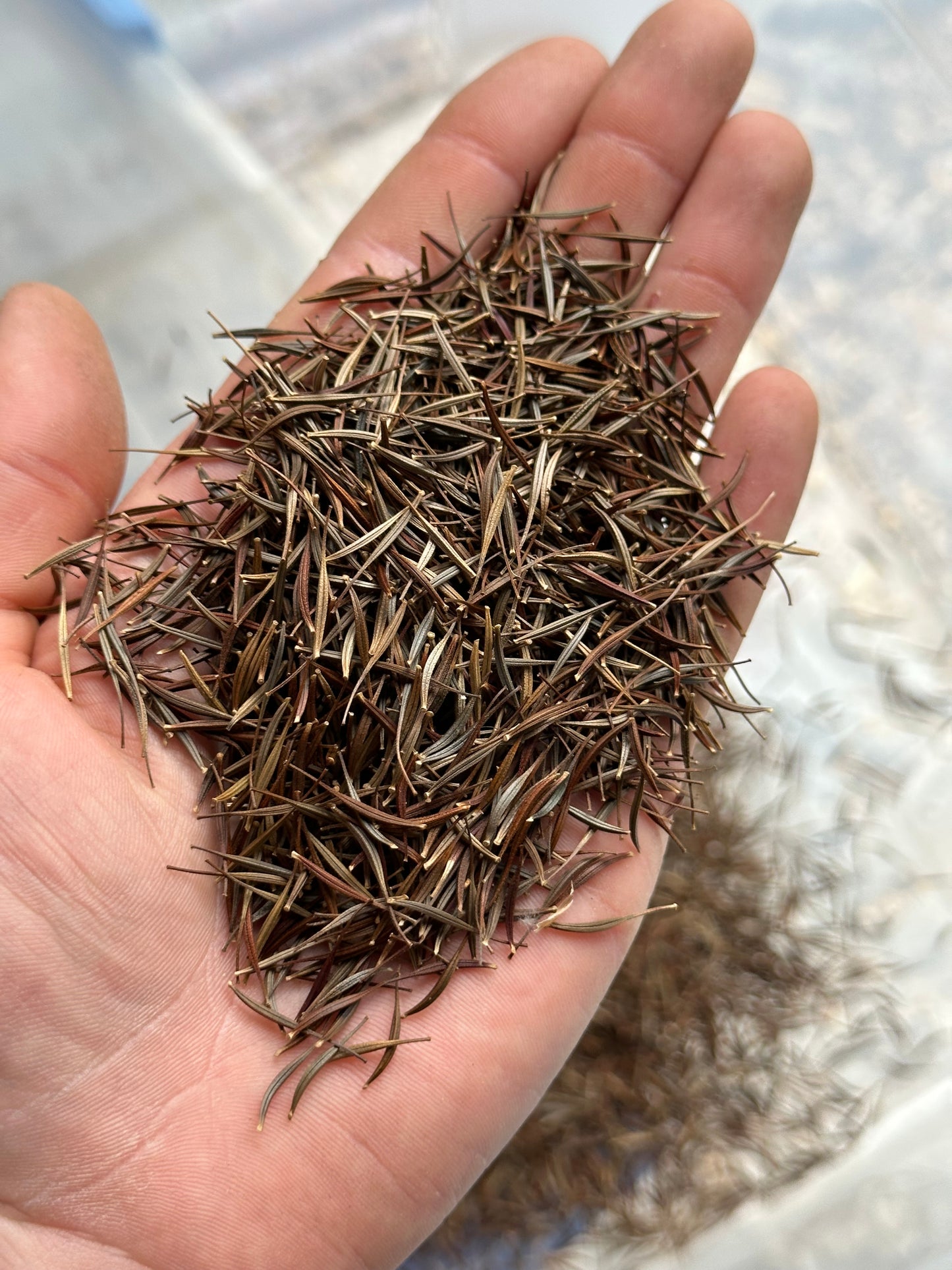 Cosmos (Seed), Bright Lights Mix