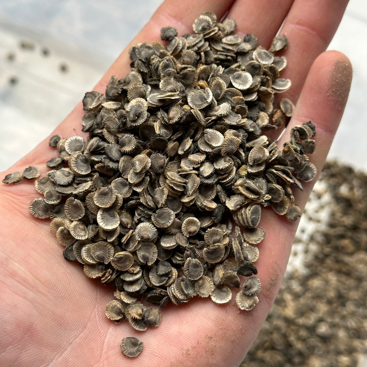 Hollyhock (Seed), PDX UG Mix