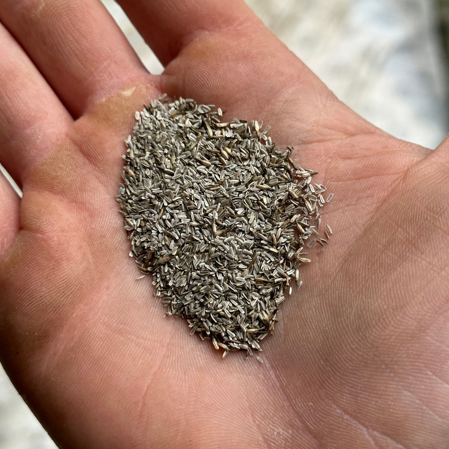 Yarrow (Seed), PDX UG Mix