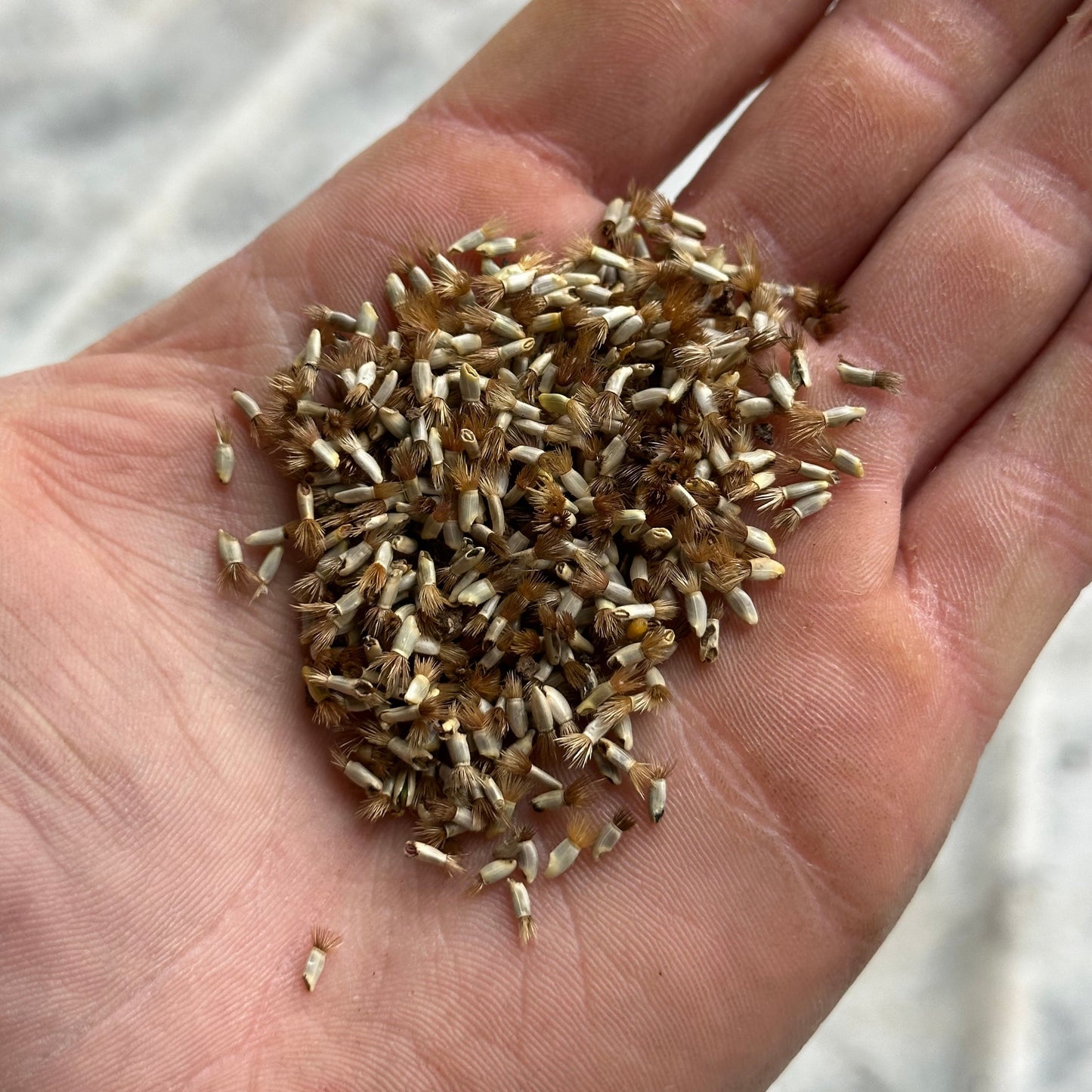 Bachelors Button (Seed), PDX UG Mix