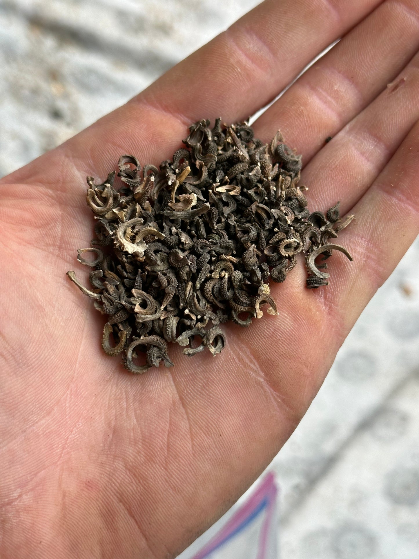Calendula, PDX UG Mix