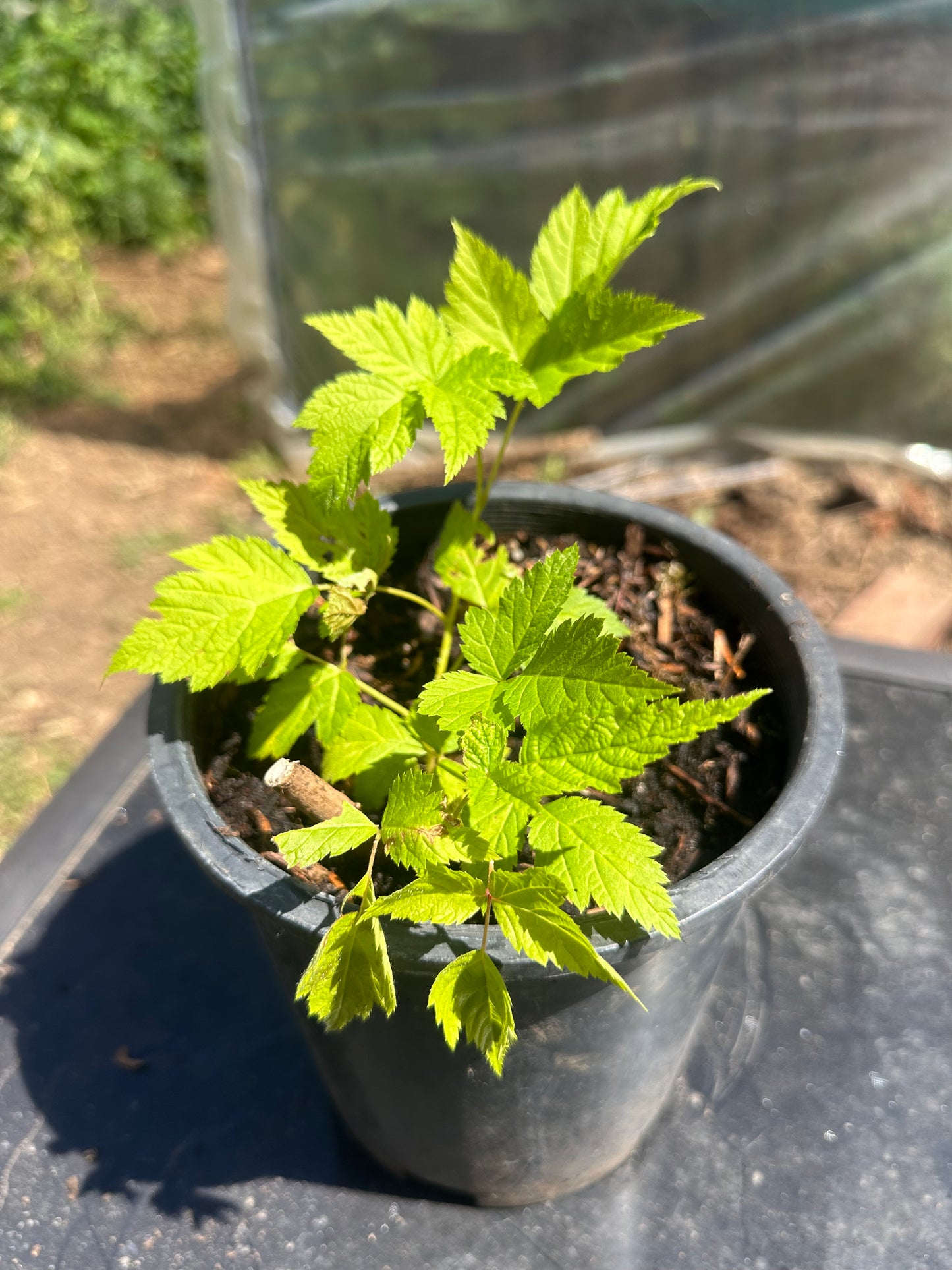 Salmonberry