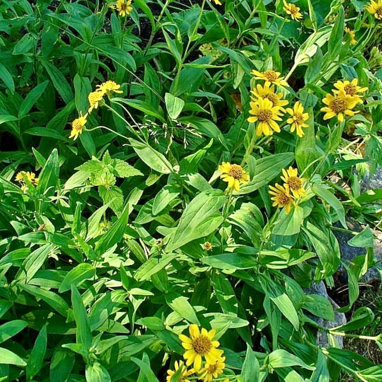 Meadow Arnica