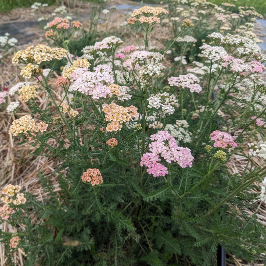 Yarrow mix