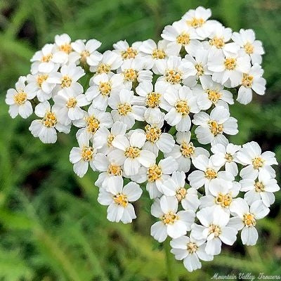 Yarrow mix