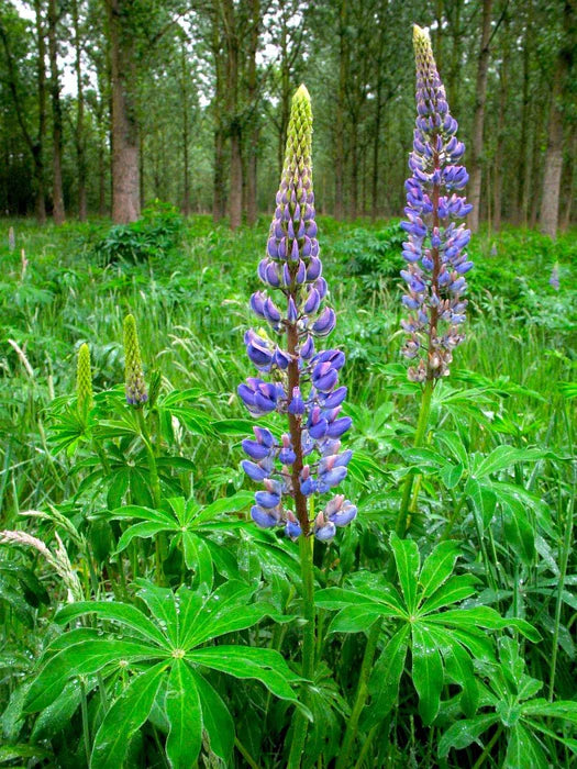 Lupine mix