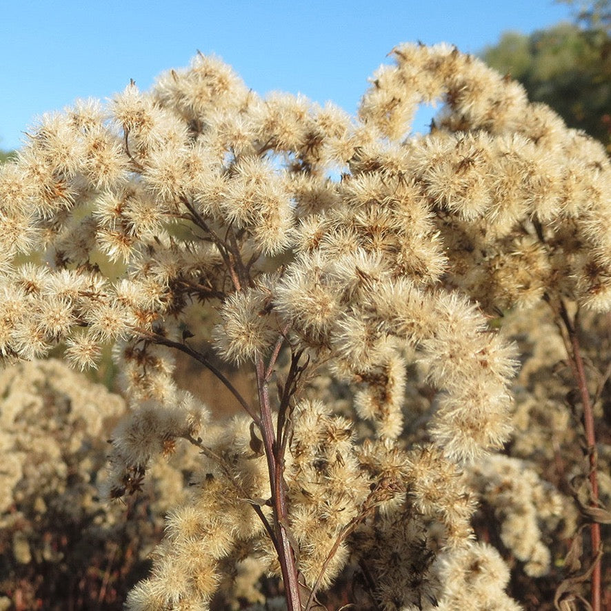 Canadian Goldenrod (Seed), Solidago Canadensis