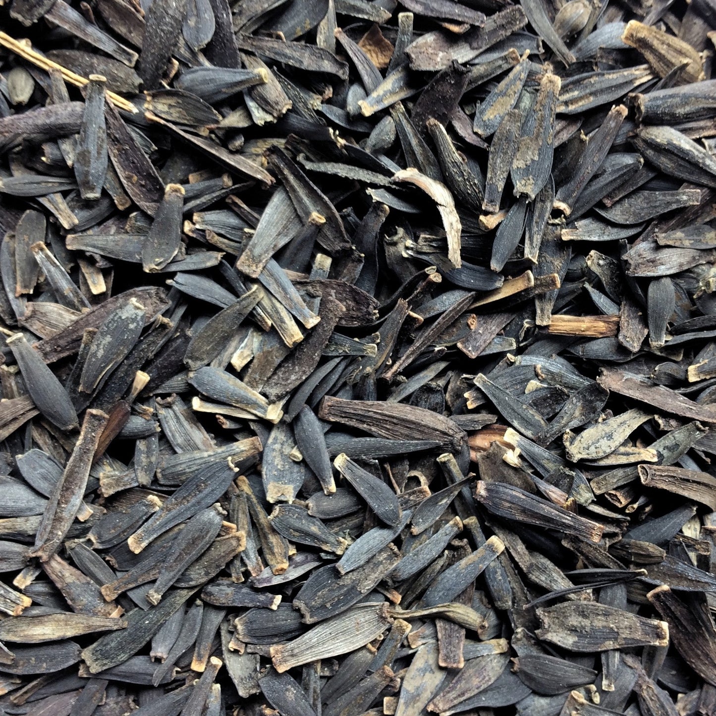 Dahlia (Seed), PDX UG Mix