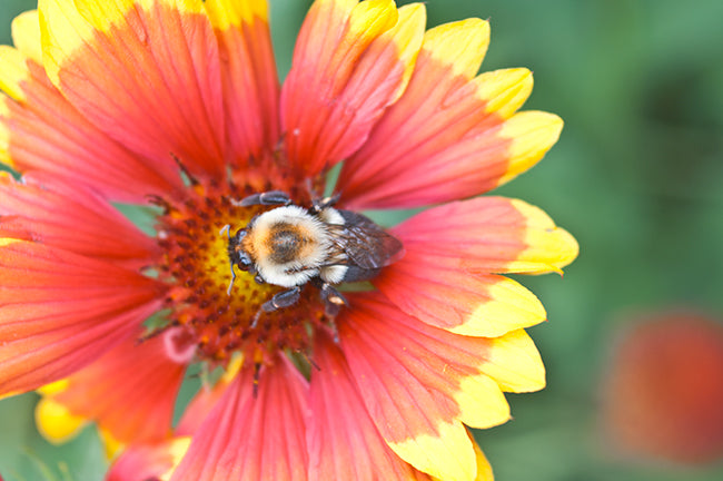 Blanket flower (Seed), Gaillardia