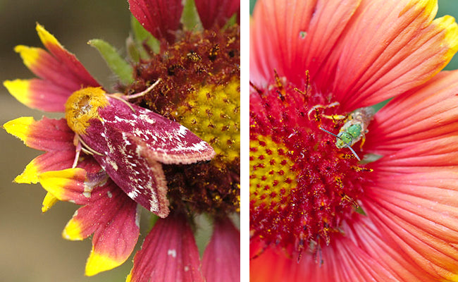 Blanket flower (Seed), Gaillardia