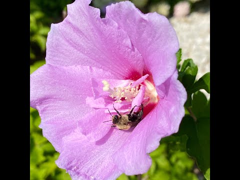 Edible Flower Seed Bundle