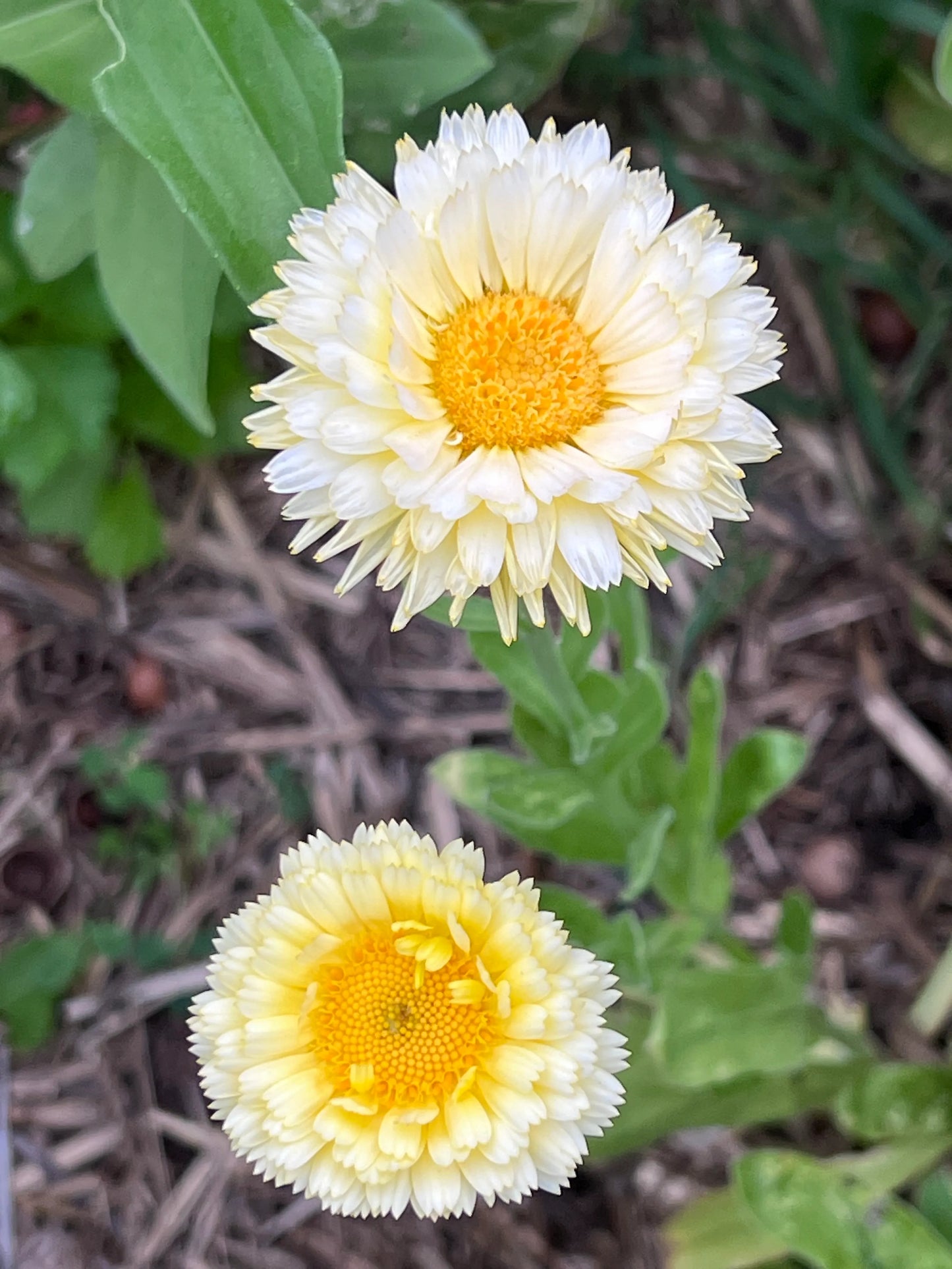 Calendula, PDX UG Mix