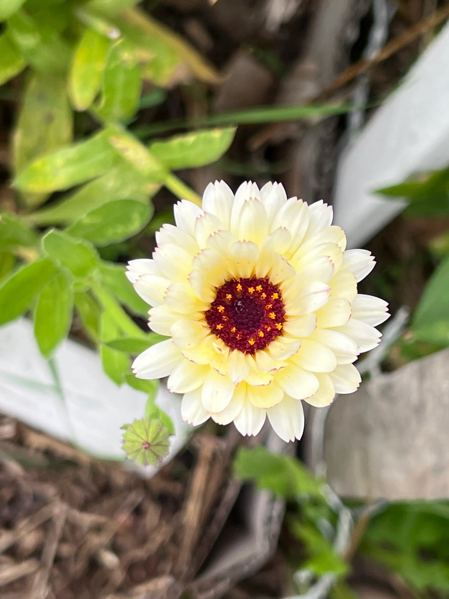 Calendula, PDX UG Mix