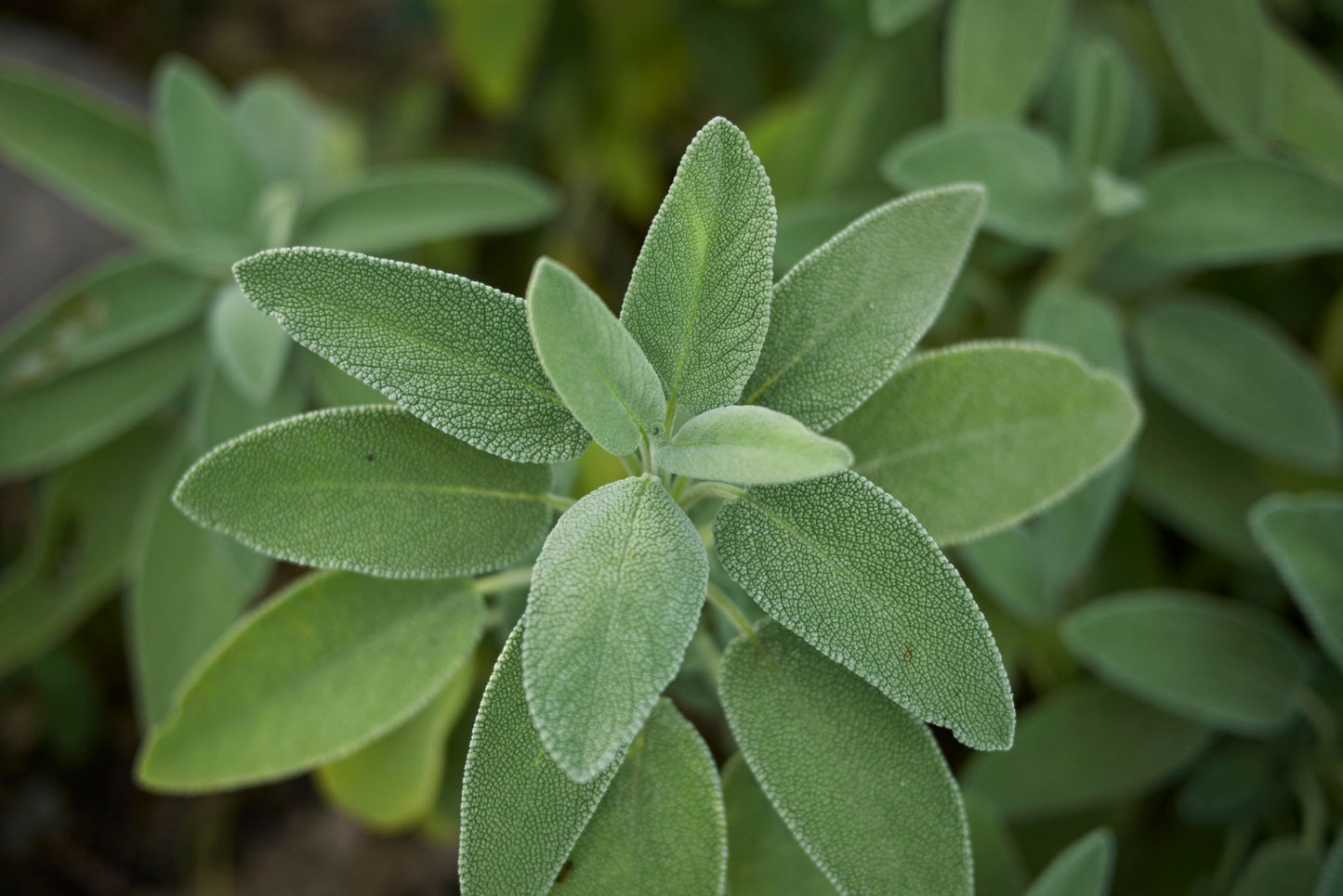 Sage (Seed), Common