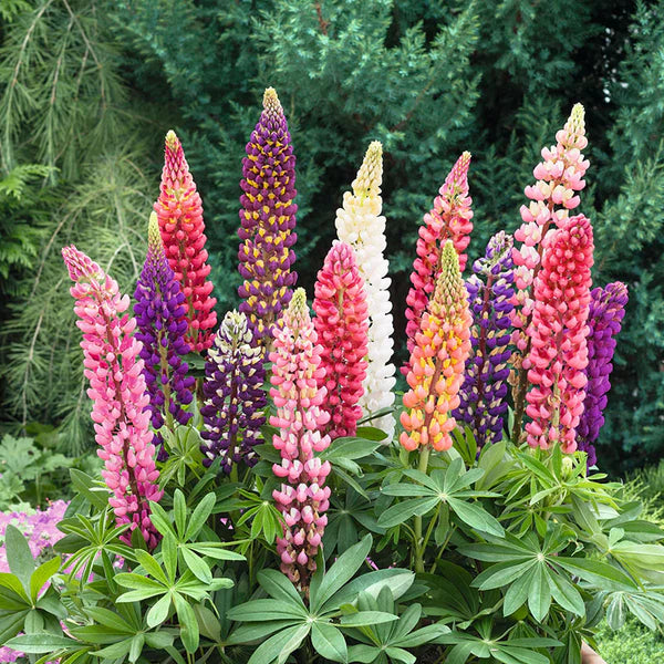 Lupine mix