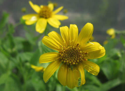 Meadow Arnica