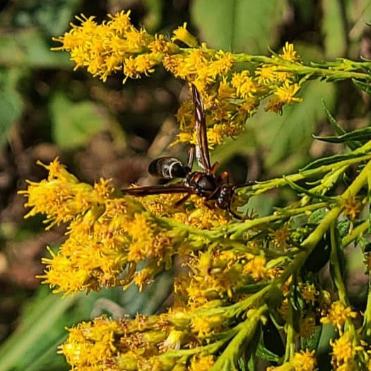 Canadian Goldenrod (Seed), Solidago Canadensis