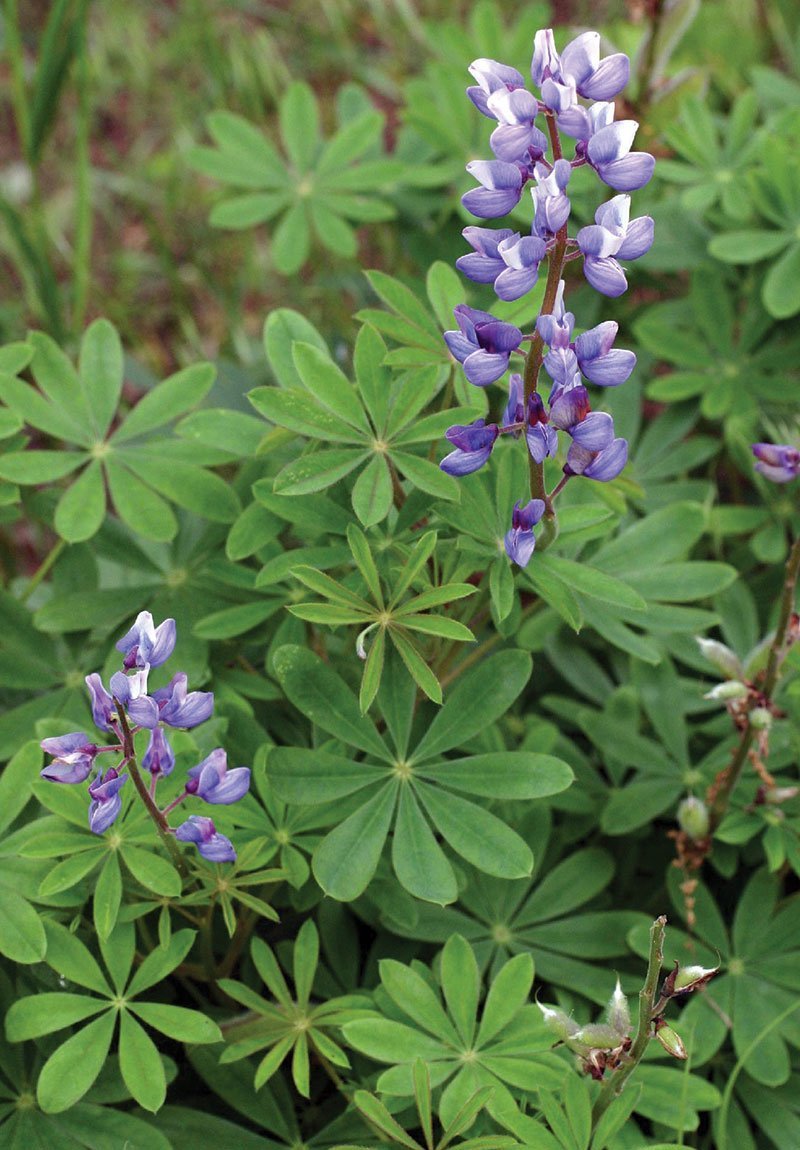 Lupine mix
