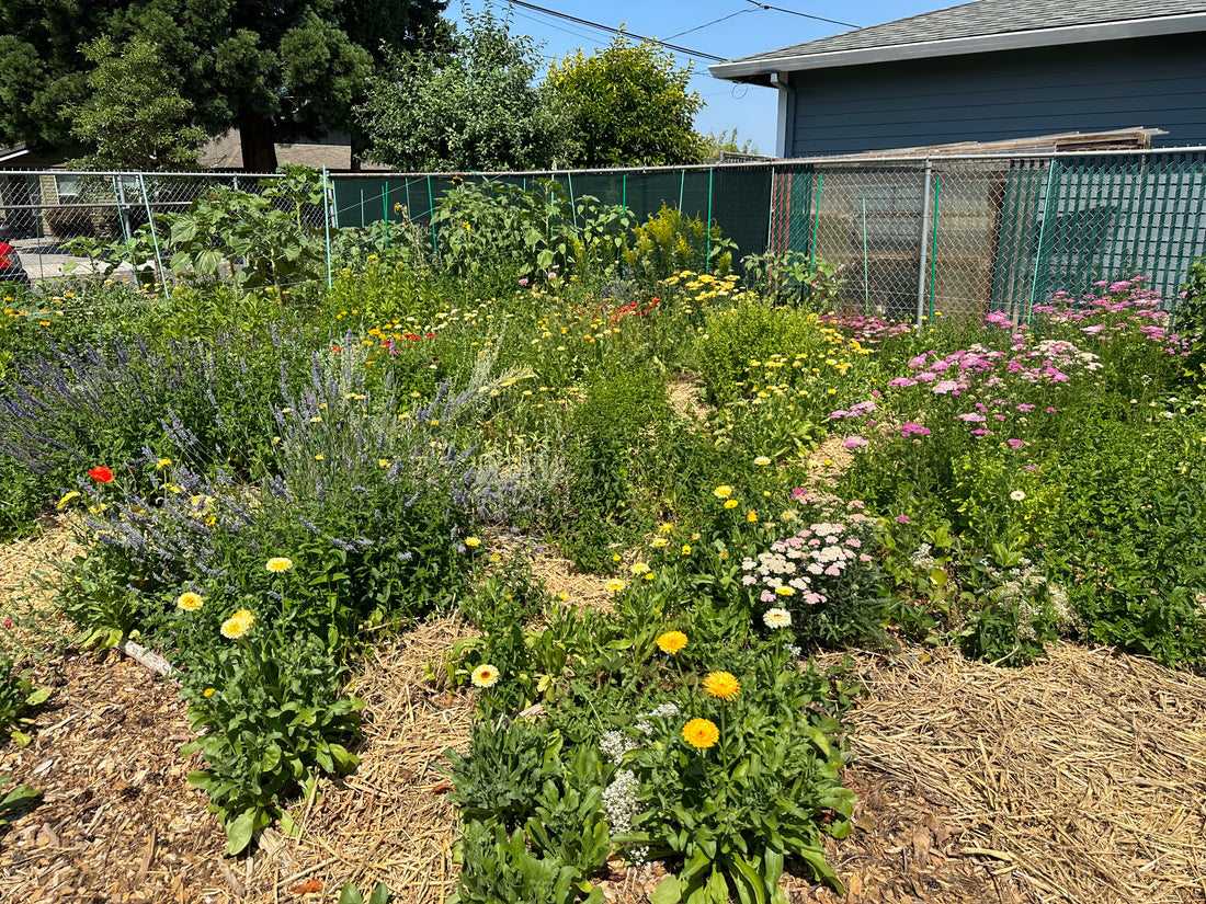 NE Portland Pollinator Garden, Cut Flower Garden